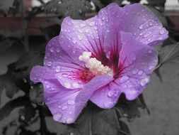 purple flower in water drops