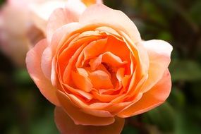 Pale orange rose closeup