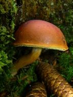 mushroom brown tube