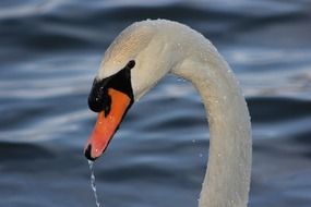 Portrait of the beautiful, white and black swan in water drops