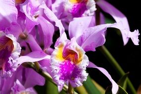purple orchid on the table