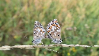 pairing butterflies, polyommatus icarus