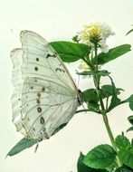 white butterfly on a plant with white flowers