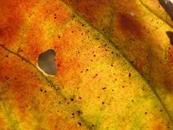 surface of autumn yellow leaf, macro