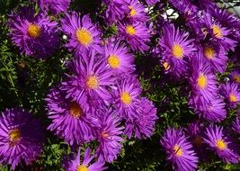 balcony asters