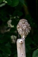 little owl perched wooden pillar