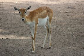 deer zoo