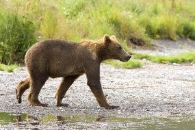 Brown bear in the wildlife