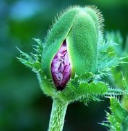 purple poppy structure development macro
