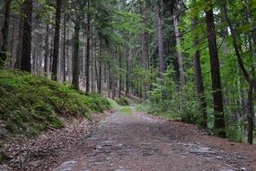 Beautiful road among the green plants in the forest