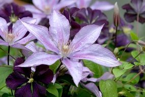 purple clematis on a flowerbed in the garden close-up