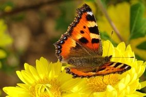 peacock butterfly on a yellow flower