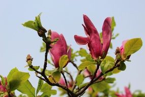 Purple magnolia flowers on tree branches