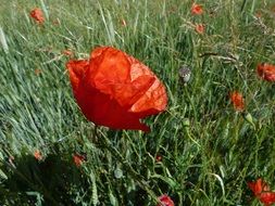 red poppy flowers meadow