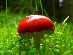 Amanita in the grass