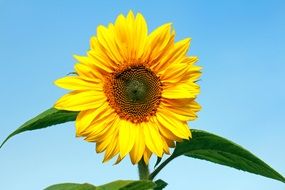 sunflower on a background of blue sky