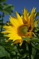 sunflower on a clear sunny day close up