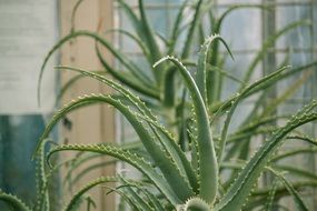 large cactus flower on the windowsill