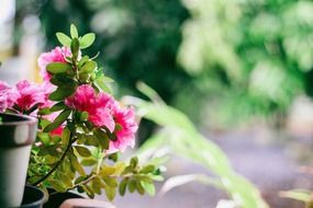 blooming flowers on the balcony