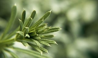 green plant detail, macro