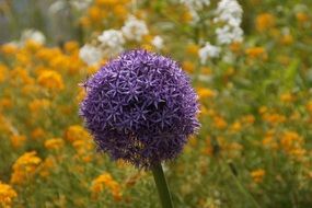 blooming of a leek