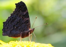 dark brown butterfly in the botanical garden on a blurred background