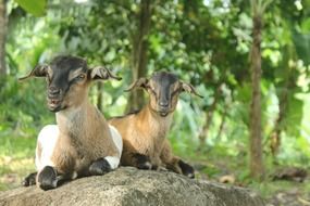 two cute wild goats