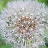 beautiful and delightful dandelion seeds