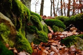 green moss on stones in the forest