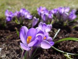 purple crocus flowers in the garden bed