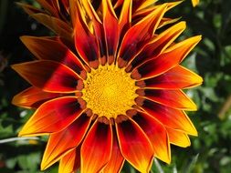 red and yellow sunflower