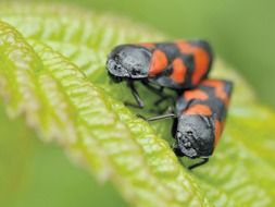 insects macro shot