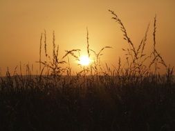 sunset over a field of grass