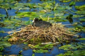 eurasian coot in the nest on the pond