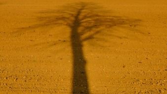 shadow from a tree on the field