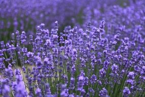 amazing purple lavender field