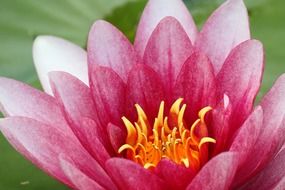 pink water lily close-up