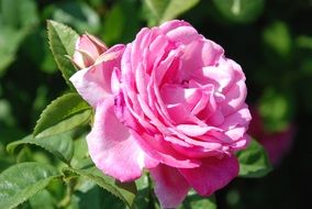 romantic pink garden rose