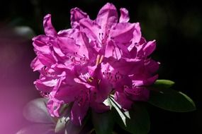 delicate rhododendron blossom