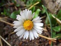 white daisy with a yellow center on the field