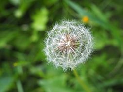 dandelion nature seeds