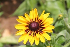 black-eyed susan is a bright flower