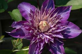 clematis, purple fluffy flower