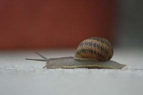 snail walking slow close-up