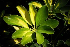 green leaves of a plant in el salvador