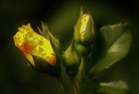 yellow roses with buds close-up