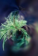 green plant on the web close up