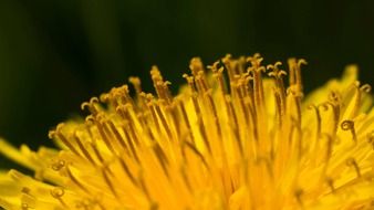 Macro photo of the yellow dandelion