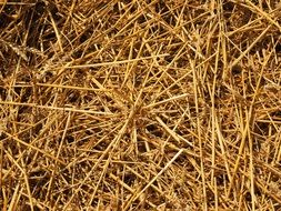 straw field