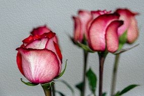 bouquet of five red-pink roses